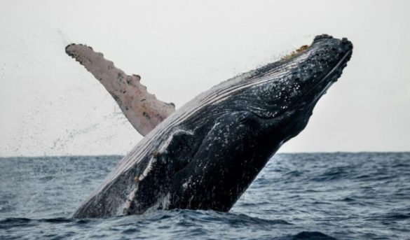 Comienza temporada de ballenas jorobadas en la Rep. Dominicana