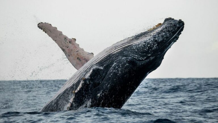 Comienza temporada de ballenas jorobadas en la Rep. Dominicana