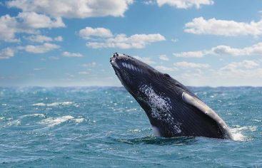 Temporada de ballenas: ¿listos para ver a las jorobadas?