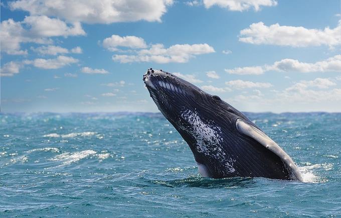 Temporada de ballenas: ¿listos para ver a las jorobadas?