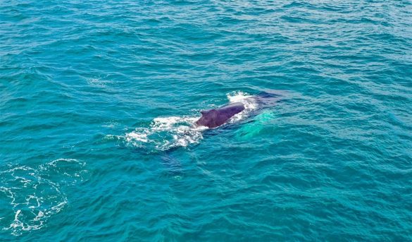 República Dominicana ve crecer el número de ballenas y de turistas