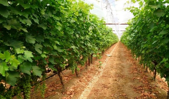 La 'Guerra del vino, la pelea de las bodegas argentinas contra firmas de Chile y EE.UU. por la marca 'Patagonia'