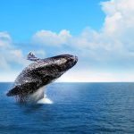 Temporada de observación de ballena jorobadas 2022 rompe récord de visitas en Bahía de Samaná