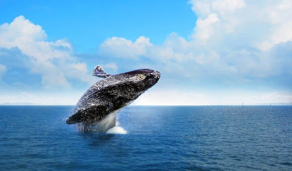 Temporada de observación de ballena jorobadas 2022 rompe récord de visitas en Bahía de Samaná