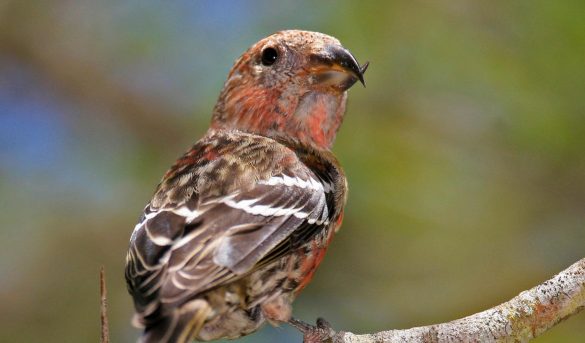 Atractivo orniturismo en RD, Pico cruzado, un ave endémica de la Hispaniola que atrae por su rareza