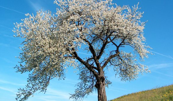 Hoy se inicia la primavera, y esto es lo que va a pasar en la Tierra