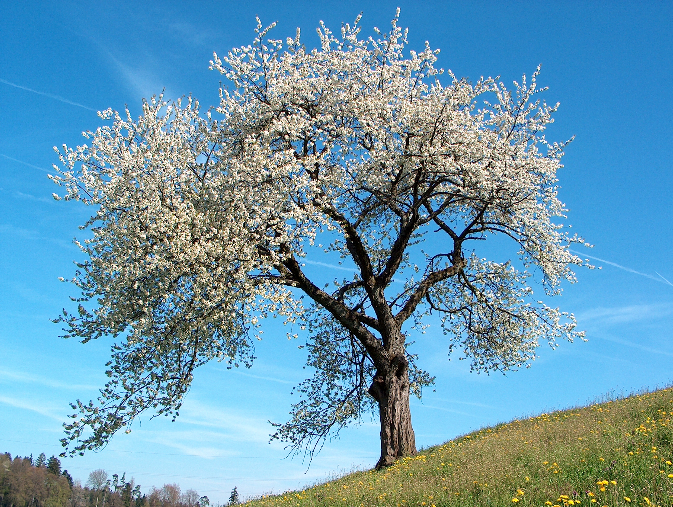 Hoy se inicia la primavera, y esto es lo que va a pasar en la Tierra