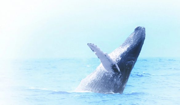 Espectáculo marino en la bahía de Samaná