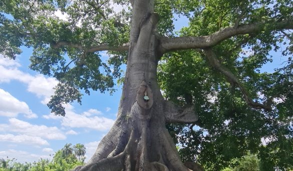 El árbol más grande y robusto de la República Dominicana