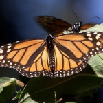 Turistas se interesan por Santuario de Mariposa Monarca
