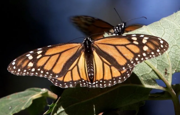 Turistas se interesan por Santuario de Mariposa Monarca
