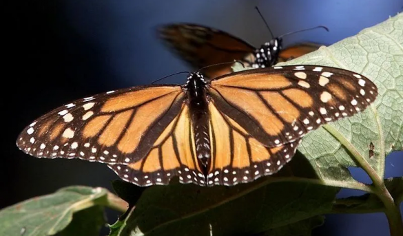 Turistas se interesan por Santuario de Mariposa Monarca