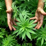 Turismo de cannabis: cómo es este negocio millonario aún sin explotar