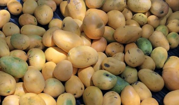 La Expo Mango 2022 será del 15 al 19 de junio en Baní
