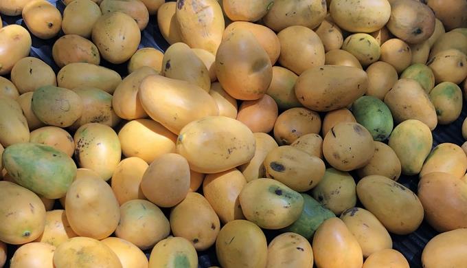 La Expo Mango 2022 será del 15 al 19 de junio en Baní