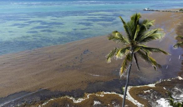 Sargazo afecta a turistas que llegan a Punta Cana