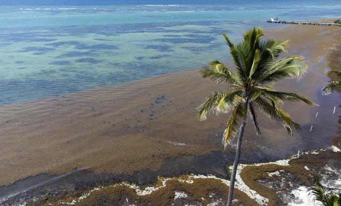 Sargazo afecta a turistas que llegan a Punta Cana