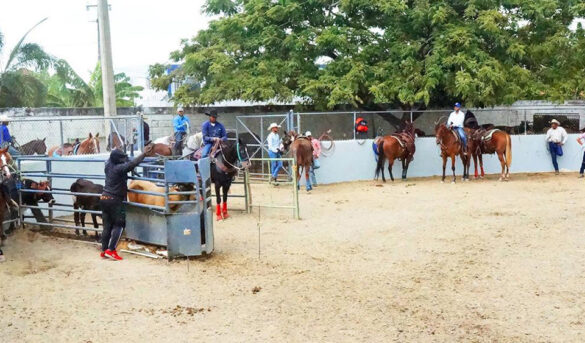 Turismo y la industria pudieran cabalgar en las sillas de los caballos