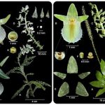 Dos nuevas especies de orquídeas fueron encontradas en Dapa, Valle del Cauca