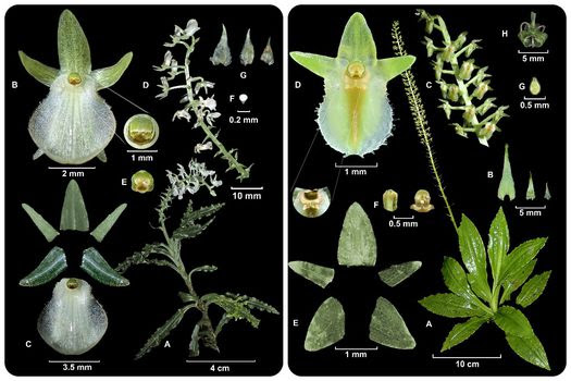 Dos nuevas especies de orquídeas fueron encontradas en Dapa, Valle del Cauca