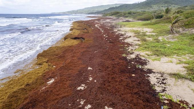 Algas-Sargazo asfixian las costas del Caribe
