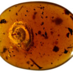 Hallan un caracol 'peludo' preservado en ámbar desde hace 99 millones de años