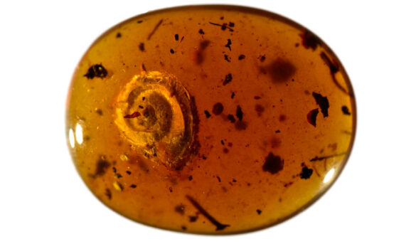 Hallan un caracol 'peludo' preservado en ámbar desde hace 99 millones de años