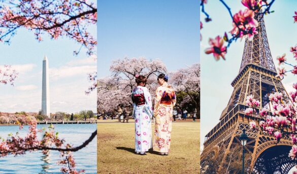 Dónde ver cerezos en flor en todo el mundo: Tokio, Washington, D.C., París y más