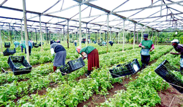 Realizarán Feria de los Vegetales en el municipio Rancho Arriba