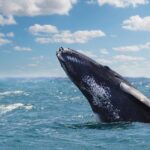 Los misteriosos cantos de las ballenas jorobadas intrigan a los científicos en Santo Domingo