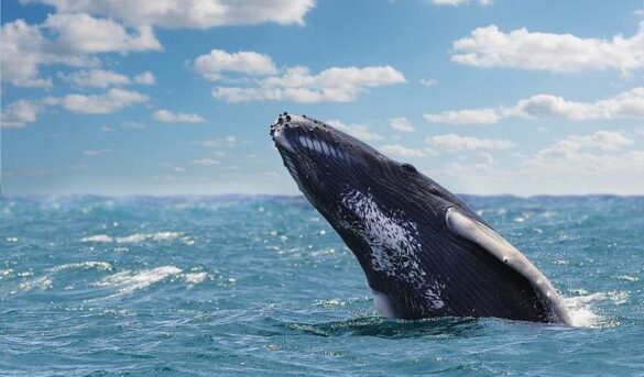 Los misteriosos cantos de las ballenas jorobadas intrigan a los científicos en Santo Domingo