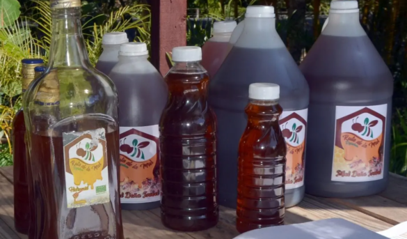 La ruta de la miel es una aventura dulce y ecológica que divierte y educa