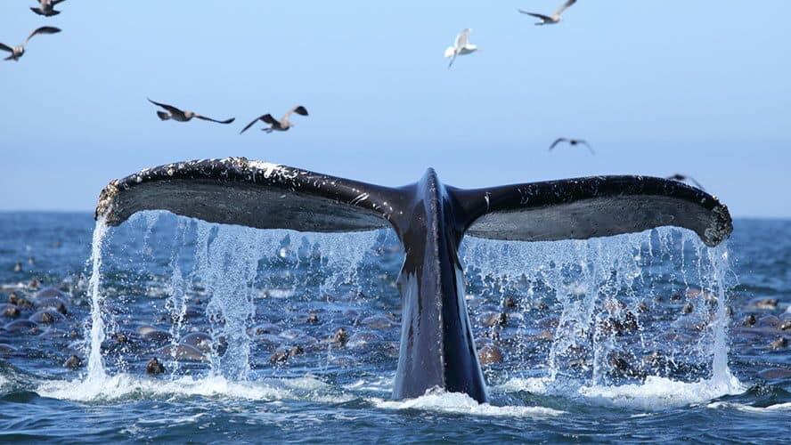 República Dominicana será sede de congreso internacional para conservación de ballenas