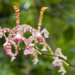 Comienza el Festival de Orquídeas en el Jardín Botánico