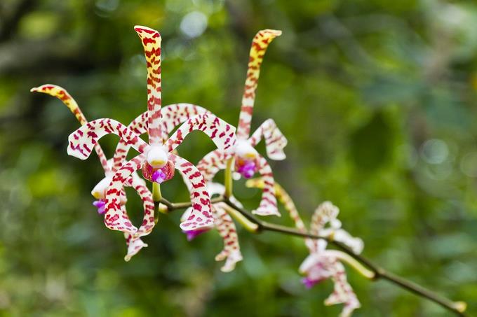 Comienza el Festival de Orquídeas en el Jardín Botánico