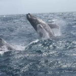 Date un viaje a la temporada de ballenas en Samaná