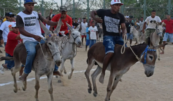 El burro, una especie amenazada a la que se homenajea