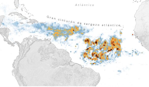 Enorme proliferación de algas marinas en el Atlántico