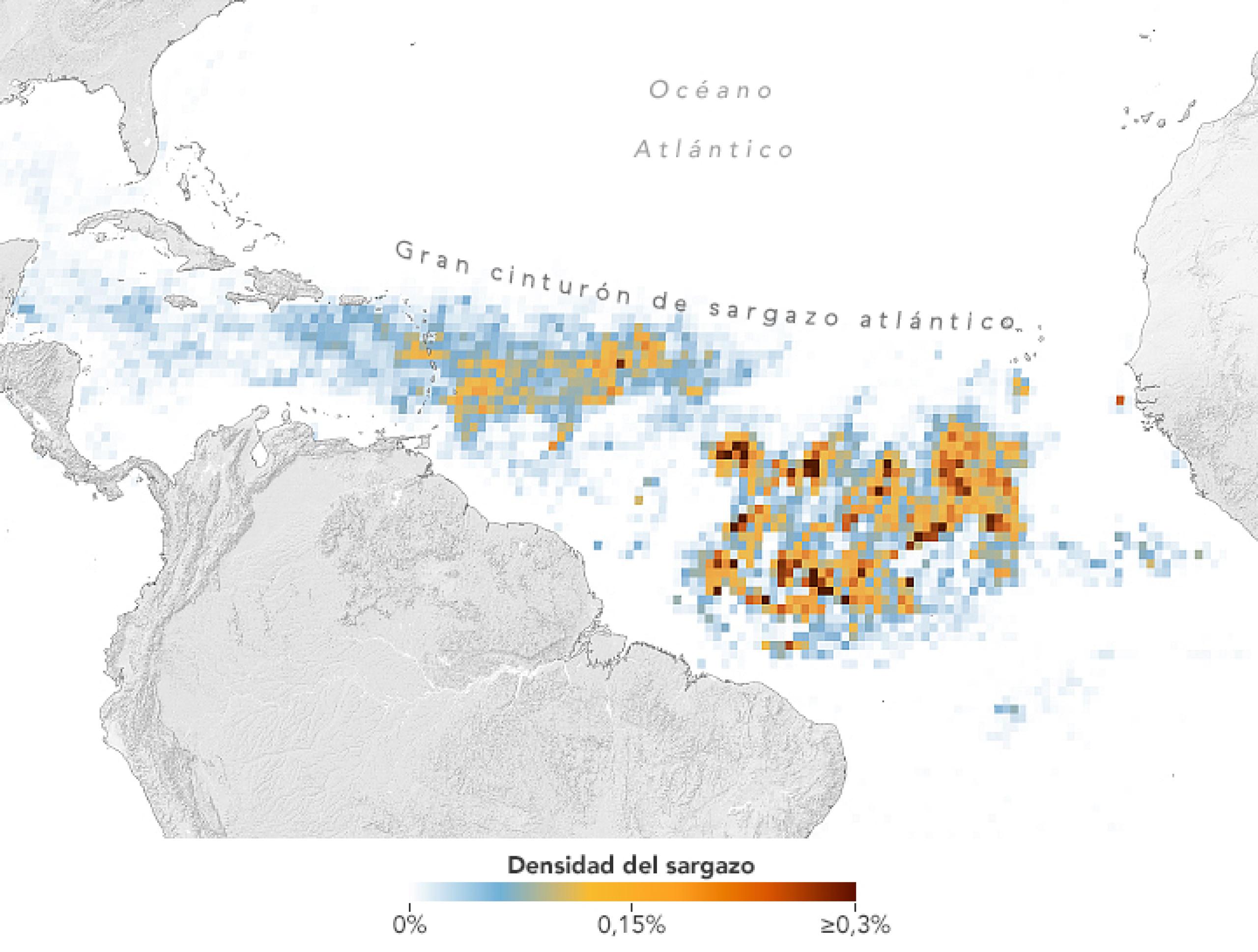 Enorme proliferación de algas marinas en el Atlántico