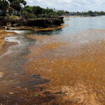 Presencia sargazos, notoria en malecón Santo Domingo amenaza para el turismo de playa