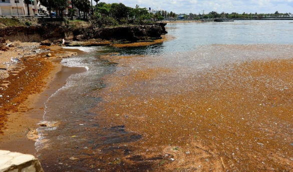 Presencia sargazos, notoria en malecón Santo Domingo amenaza para el turismo de playa