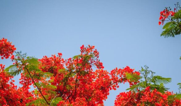 20 especies de plantas “adoptadas” que pensabas eran dominicanas