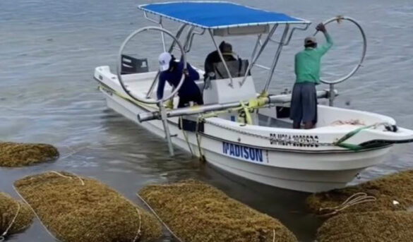 El sargazo que llega al país lo venden en el extranjero