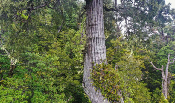 El árbol más viejo del mundo se encuentra en Chile y tiene más de mil años