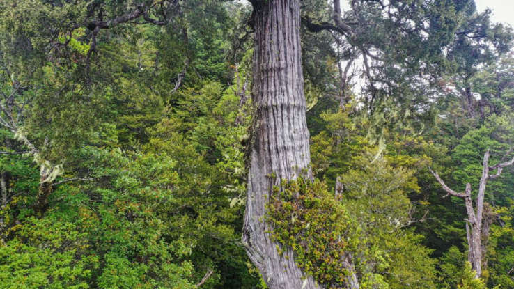 El árbol más viejo del mundo se encuentra en Chile y tiene más de mil años