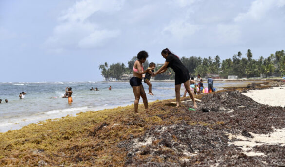 Sargazo trastorna actividades turísticas y comerciales en playas dominicanas