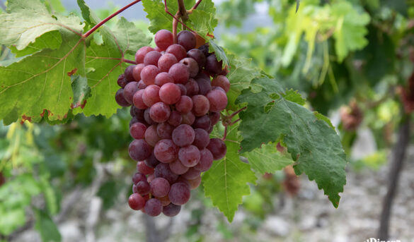 Enoturismo: Ideal para potencializar la riqueza vinícola de Neiba