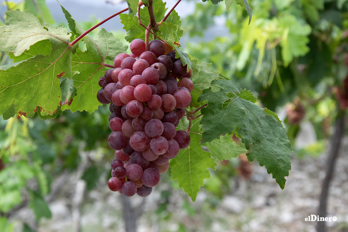 Enoturismo: Ideal para potencializar la riqueza vinícola de Neiba