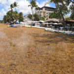 Gran ola de Sargazo inunda y paraliza actividades turisticas en Boca Chica