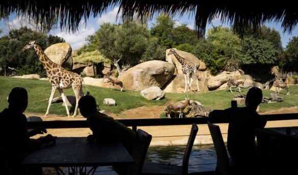 Viaje inmersivo a la naturaleza salvaje